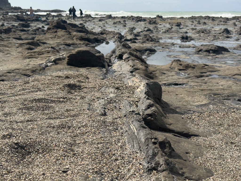 Versteineter Baum in der Curio Bay