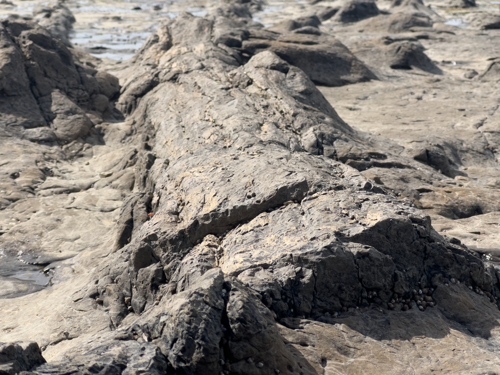 Versteineter Baum in der Curio Bay