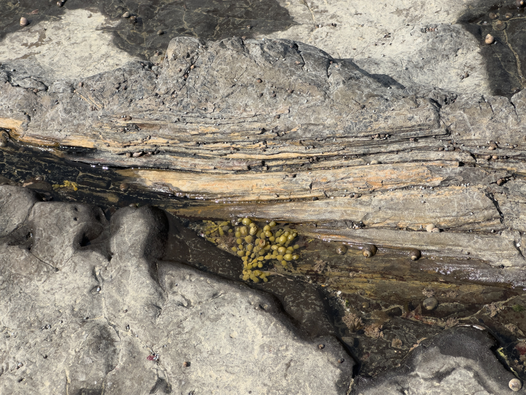 Deutlich ist noch die Baumstruktur im versteinerten Baum erkennbar