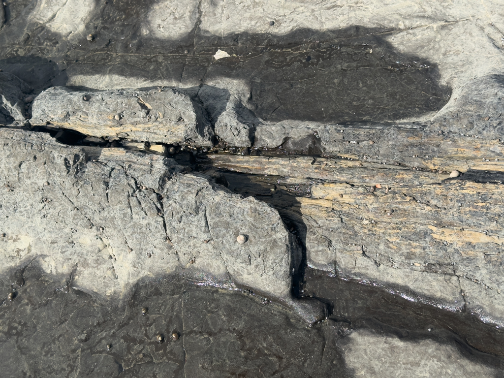 Deutlich ist noch die Baumstruktur im versteinerten Baum erkennbar