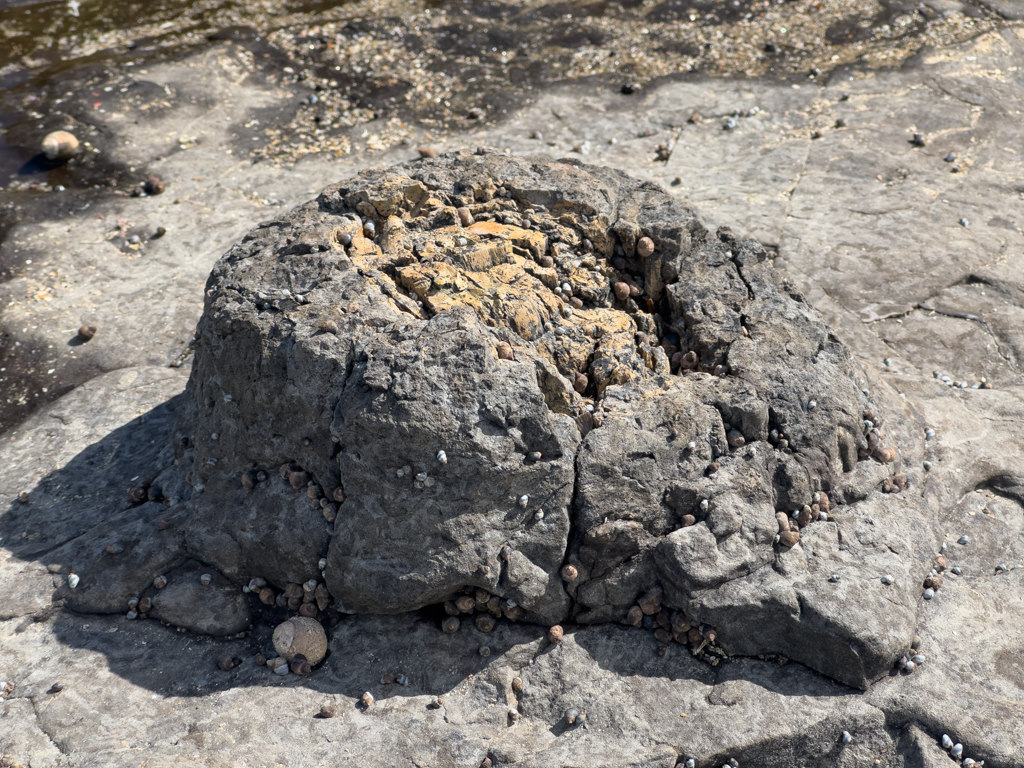 Versteinerter Baumstumpf in der Curio Bay