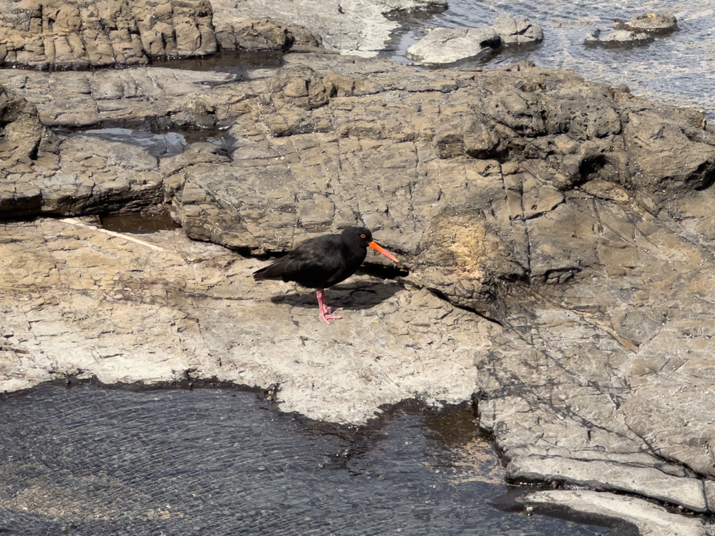 Ein Oyster Catcher sucht sich einen Windschatten in der Curio Bay