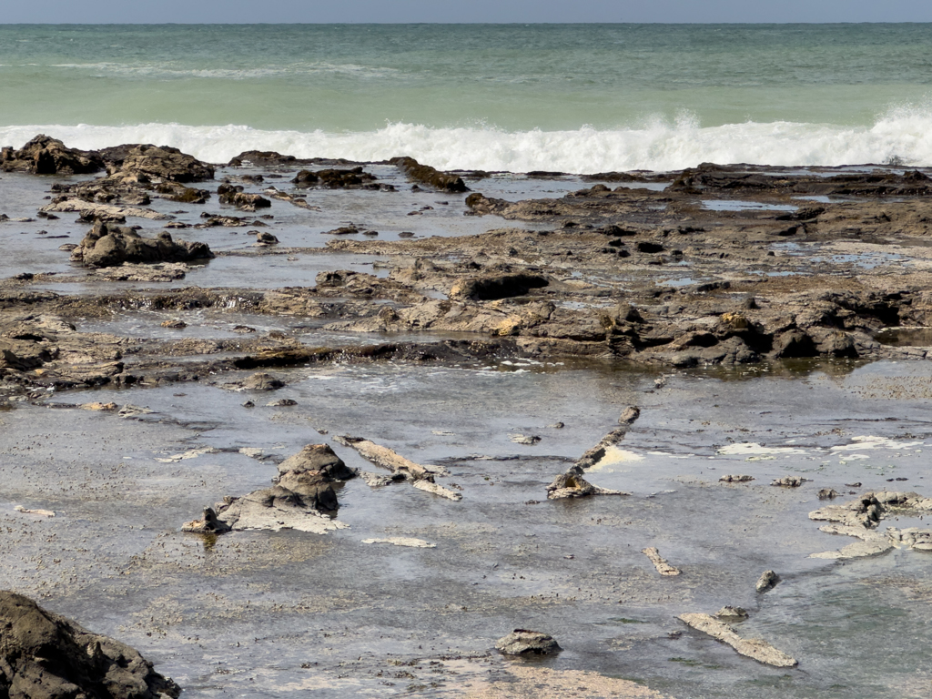 Versteinerte Baumstamm-Überreste in der Curie Bay