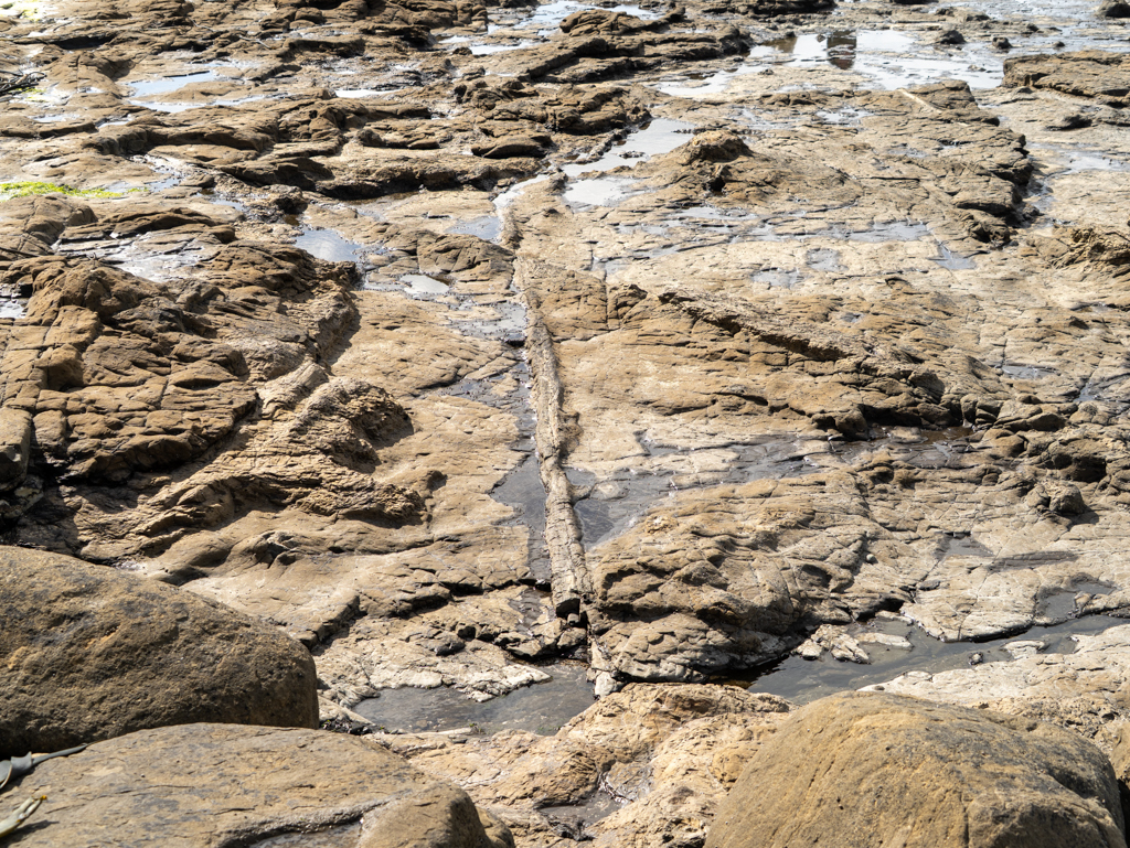 Verstreut liegen einige versteinerte Baumstämme umher