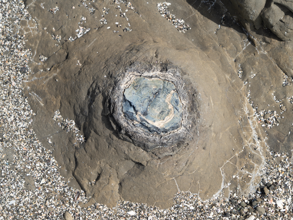 Versteinerter Baumstumpf: Deutlich sind die Jahresringe auszumachen