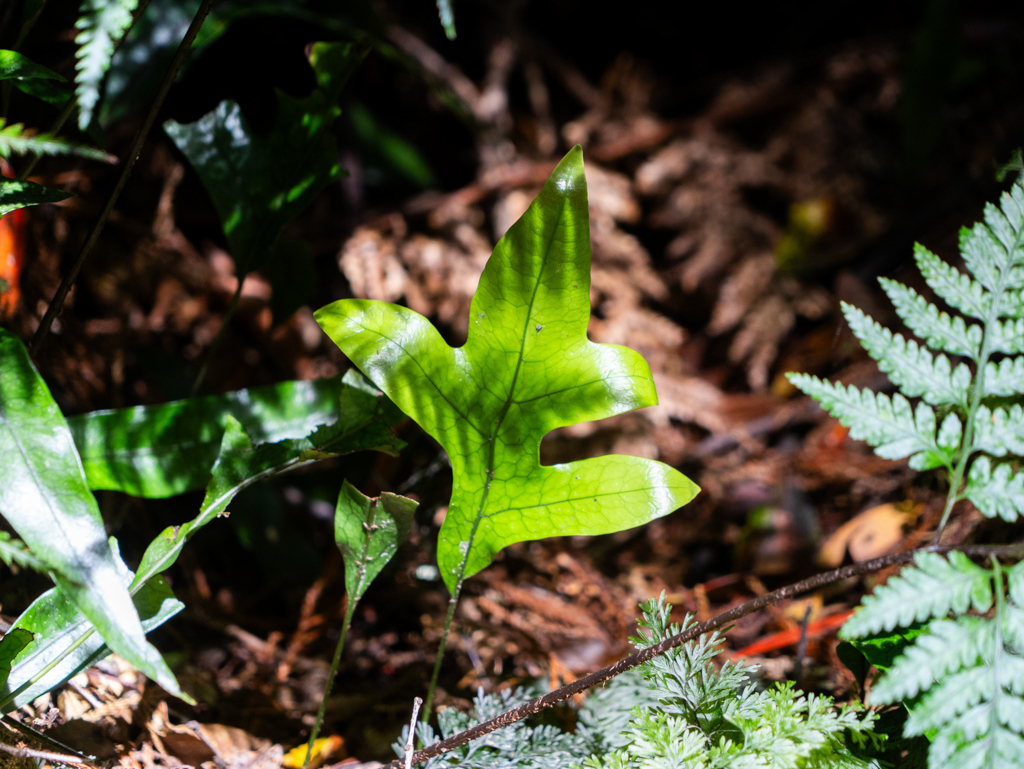 Grünes Farnblatt im Schatten eines anderen Farns