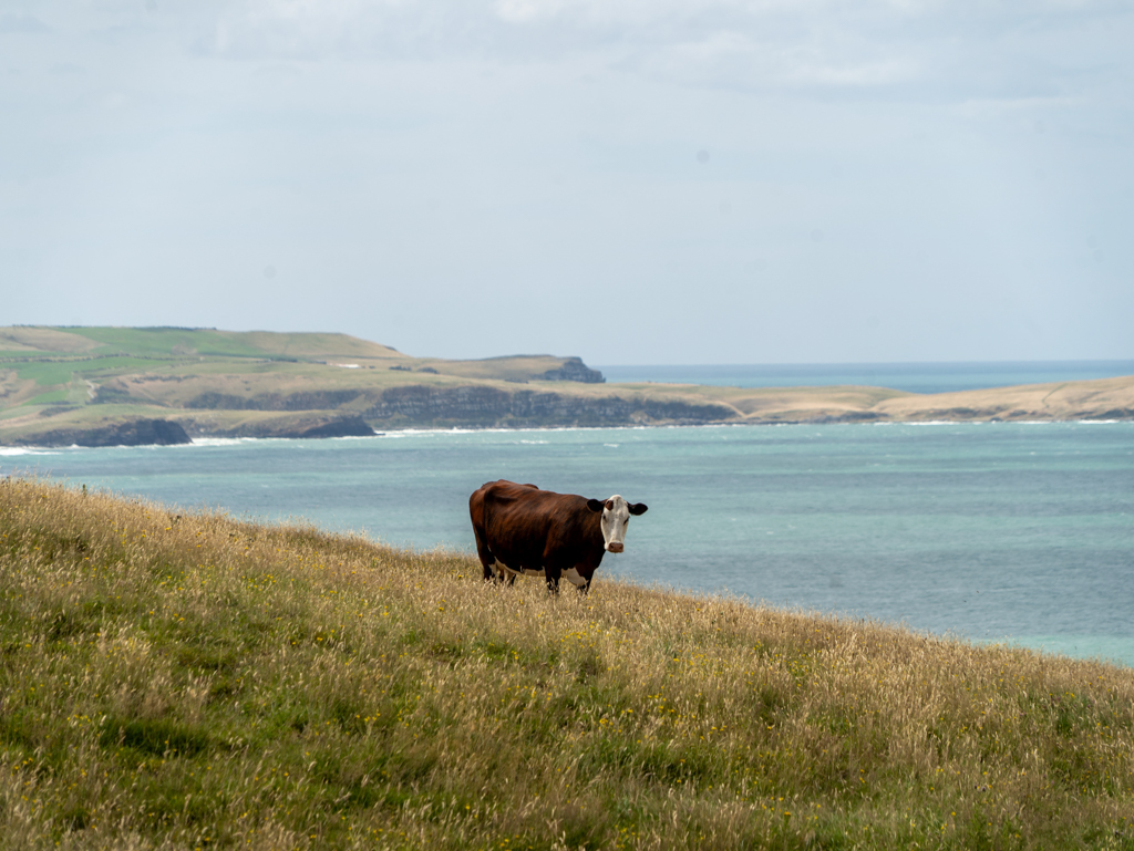 Neugierige Kuh am Florence Hill Lookout