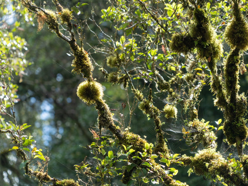 Im feuchten Klima überwuchert Moos alle Äste der Bäume