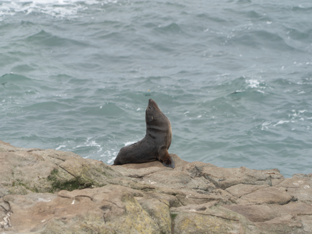 Ein kräftigeres Seelöwen-Männchen posiert auf der felsigen Küste
