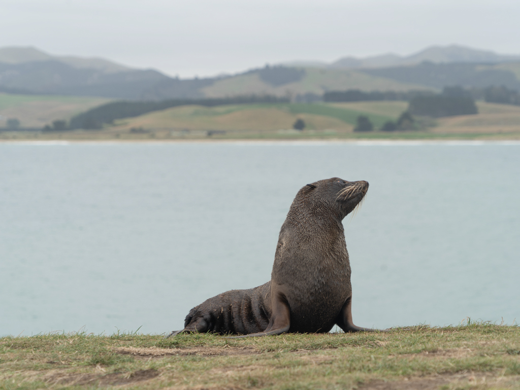 Zufrieden nach der kratzenden Körperpflege posiert er am Wegesrand