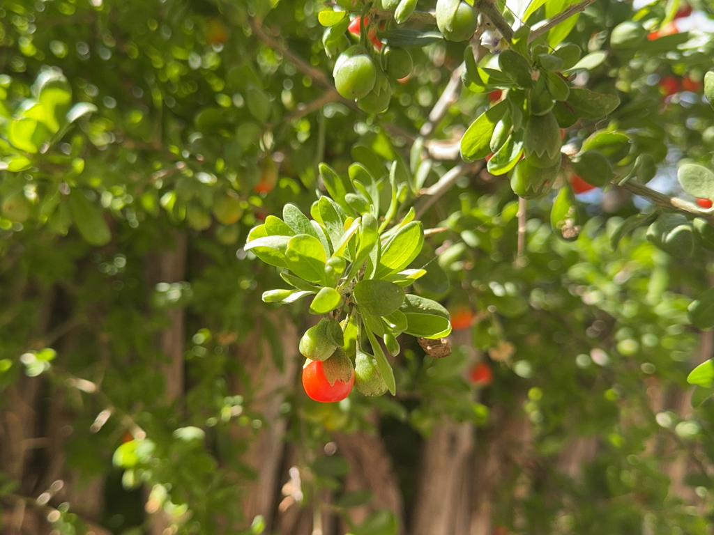 Afrikanischer Bocksdorn - Lycium ferocissimum