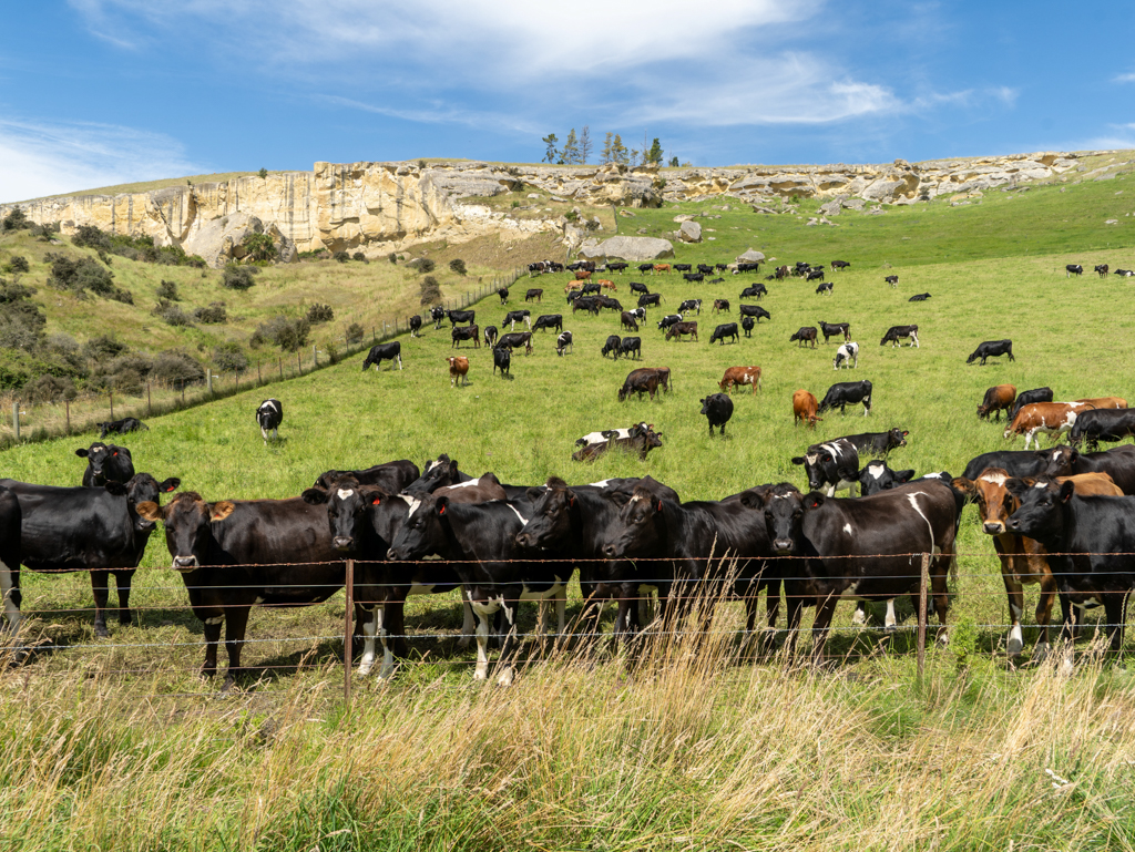 Im Valley of the Whales erwartet uns eine neugierige Rinderherde