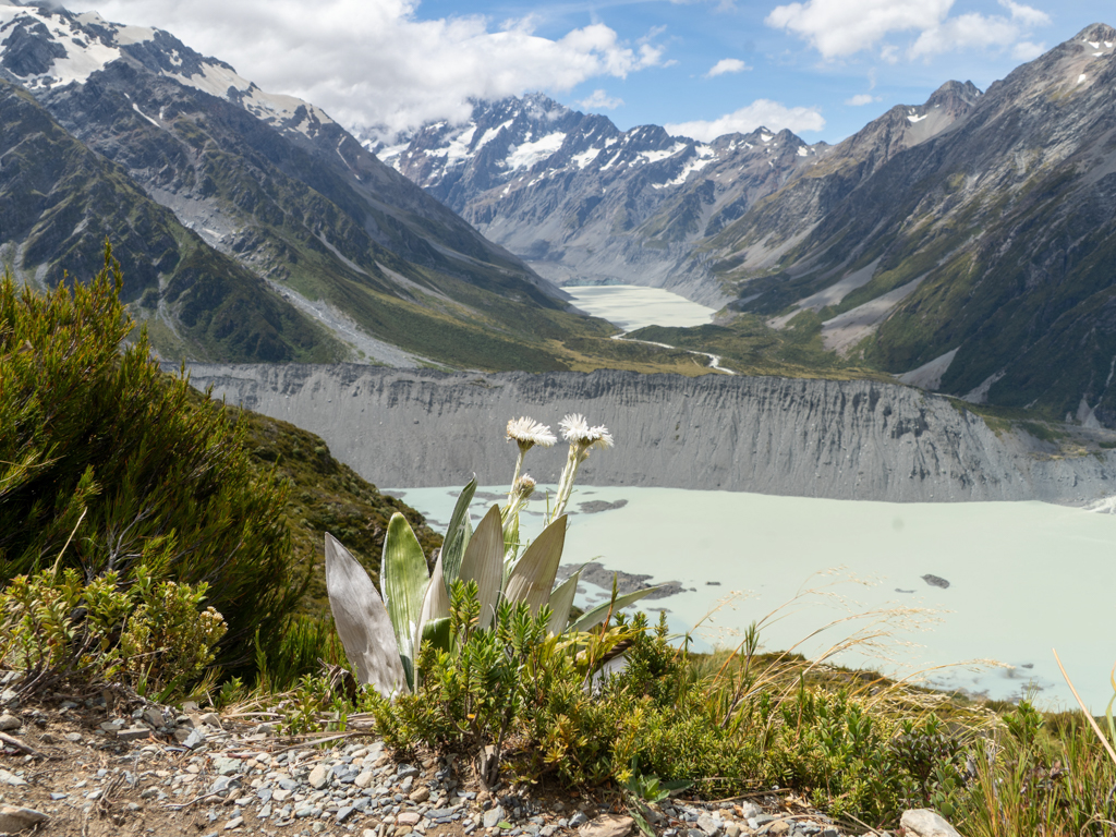 Neuseeland Bergmargeriten am Wegesrand des Sealy Tarns Track