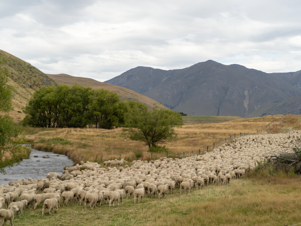 Eine Schafherde sucht noch ihren Platz auf der grossen Weide