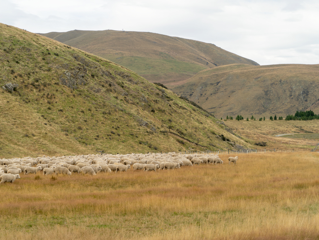 Eine Schafherde sucht noch ihren Platz auf der grossen Weide