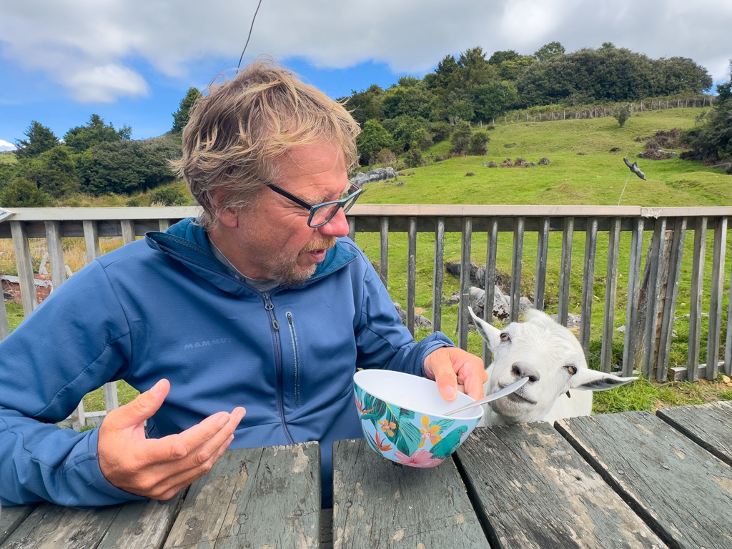 Die hungrige Ziege scheint etwas Essbares zu wittern...