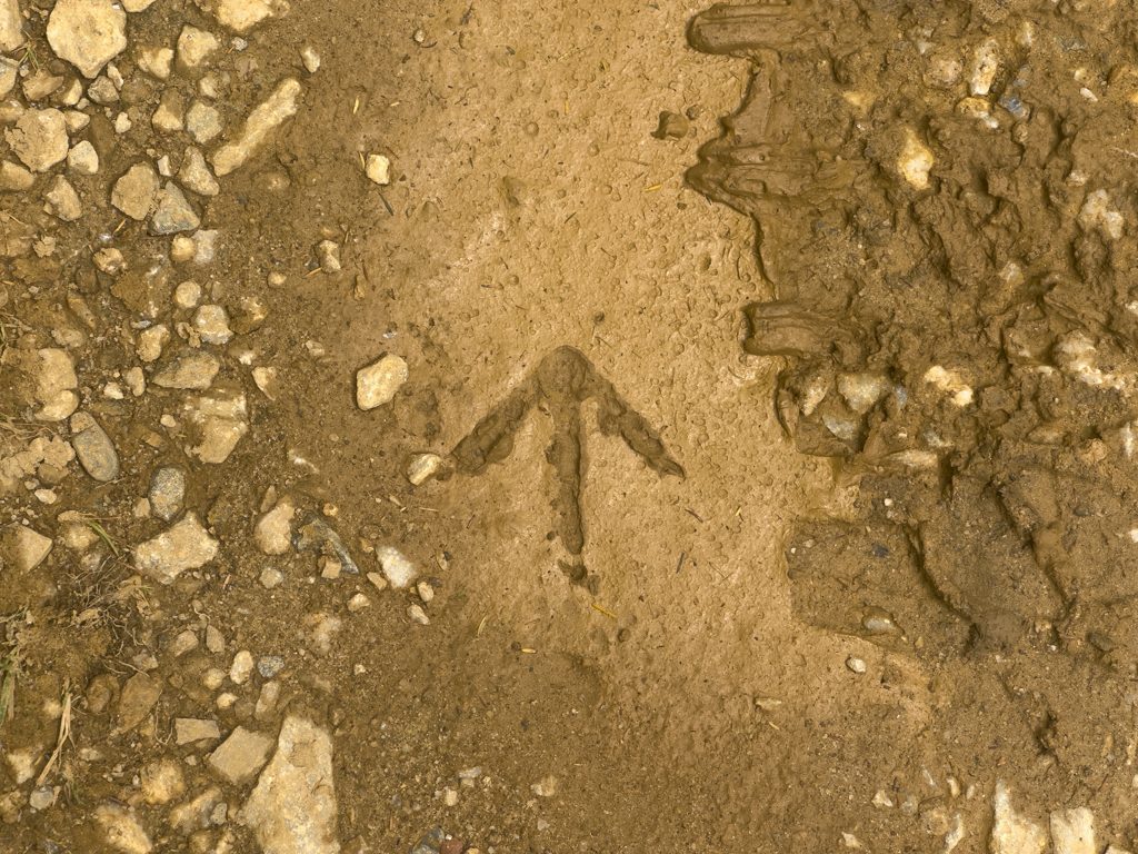 Wie ein Wegweiser: Abdruck eines Hühner- oder Pfauen-Fusses?