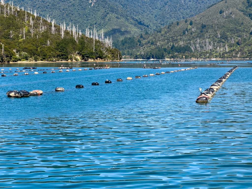 Lange Reihen der im Wasser liegenden Muschelseile