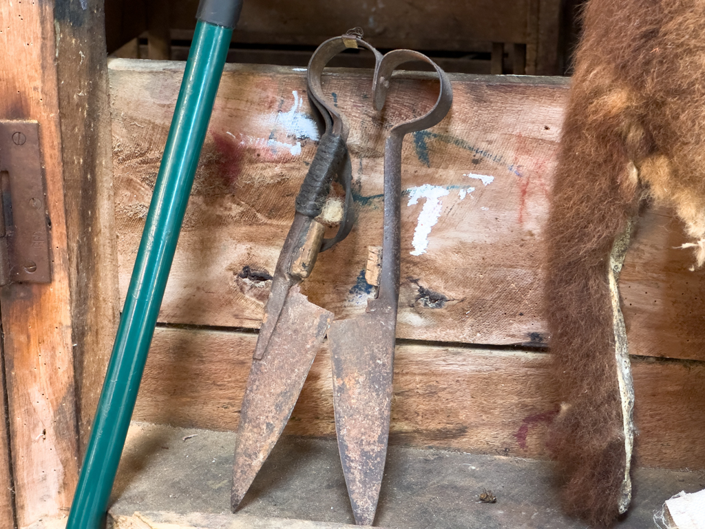 Antike Schere zur Schafschur