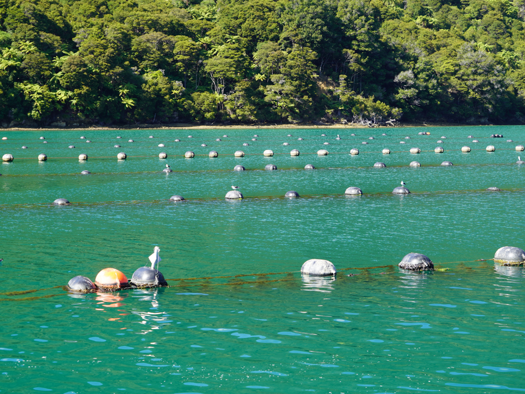Schwimmbojen halten die "Muschelseile" im Wasser