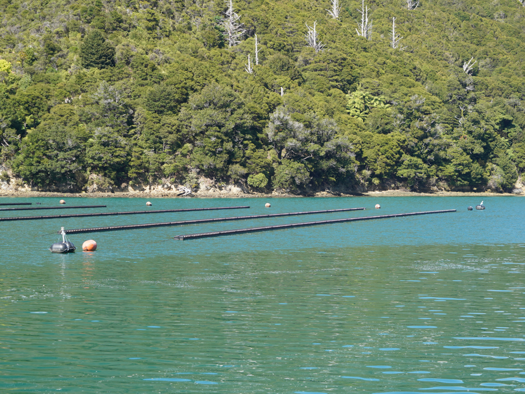 Zur Abwechslung sehen wir auch Oysterkisten im Wasser schwimmen