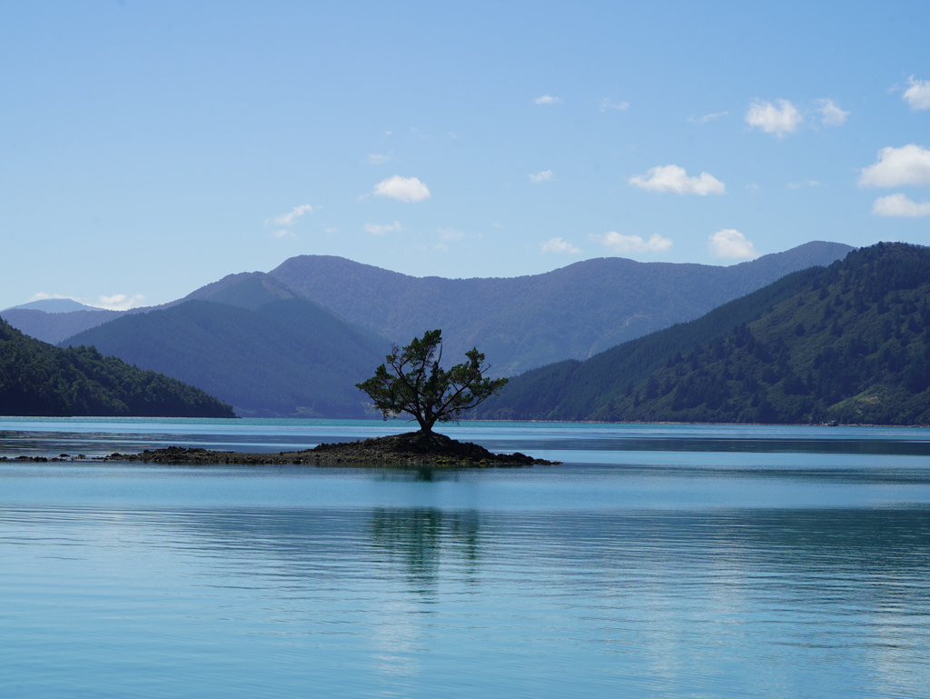 Erinnerungen an den Wanaka Tree kommen hier im Pelorus Sound auf