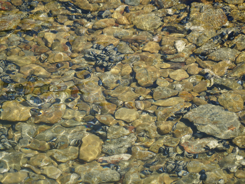 Im glasklaren Wasser sind Muscheln gut zu sehen