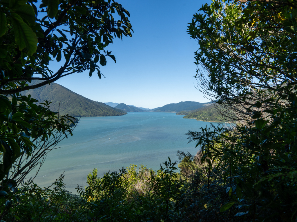 Aussicht von einem Lookout auf den Pelorus Sound