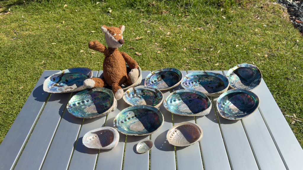 Mo mit der beachtlichen Paua-Shell-Ausbeute unserer Strandwanderung