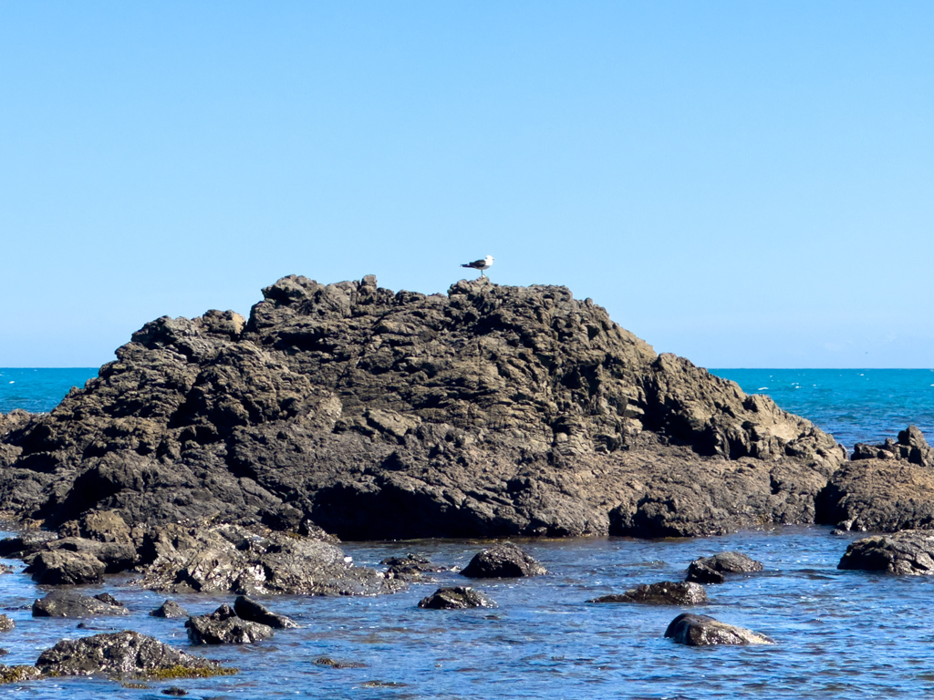 Eine Möwe thront in der felsigen Küste der Palliser Beach