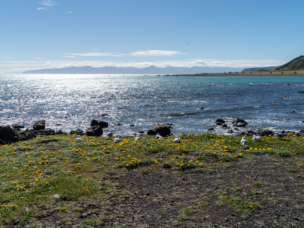 Vor unserem Stellplatz ducken sich ein paar Möwen im Wind ins flache Grass