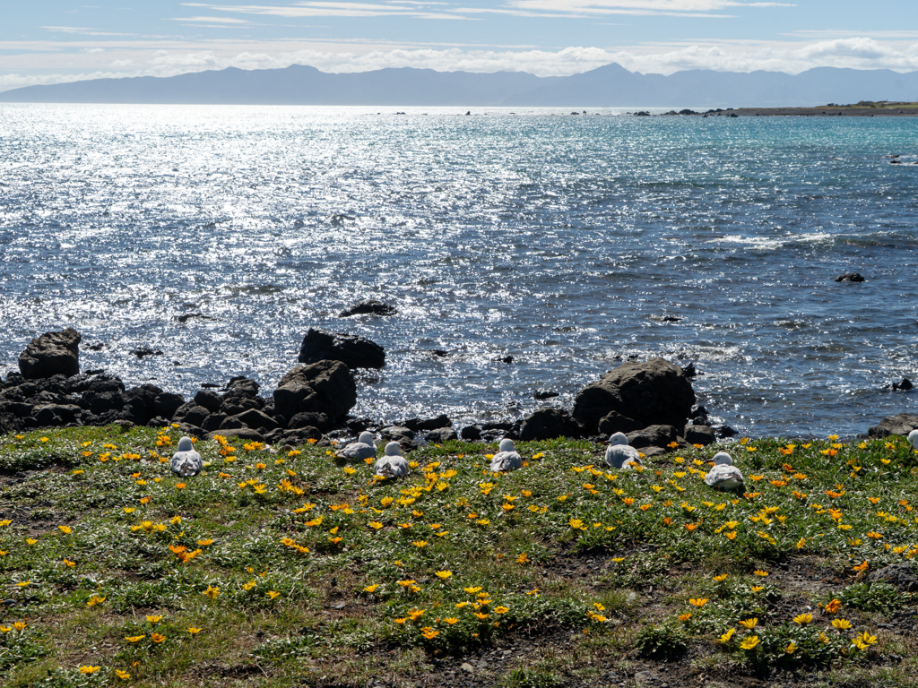 Vor unserem Stellplatz ducken sich ein paar Möwen im Wind ins flache Grass