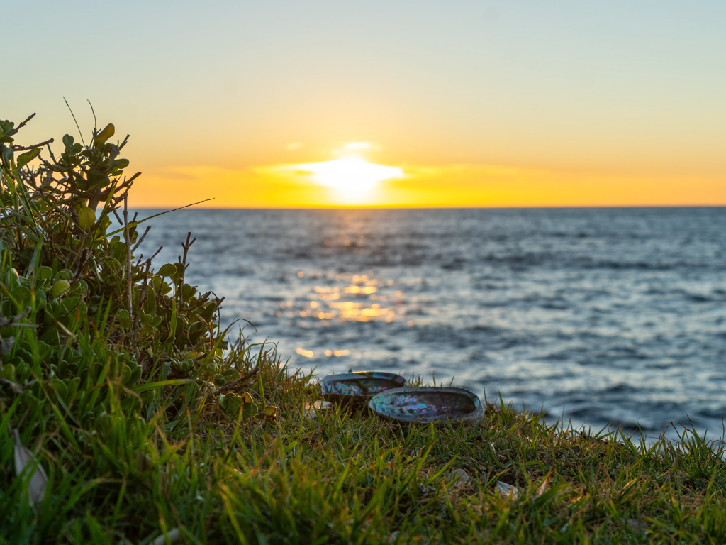 Stilleben mit Paua Shells vor dem Sonnenuntergang in Ngawi an der Palliser Bay