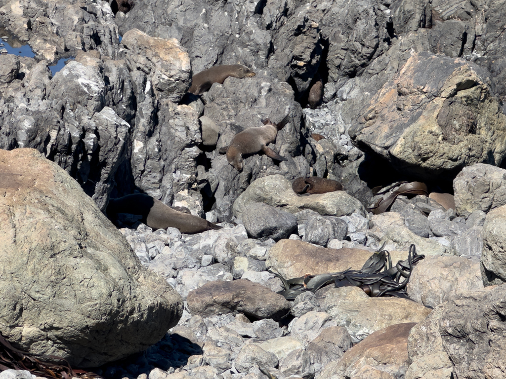 Seelöwen liegen träge auf den Felsen der Bucht und lassen es sich gut gehen