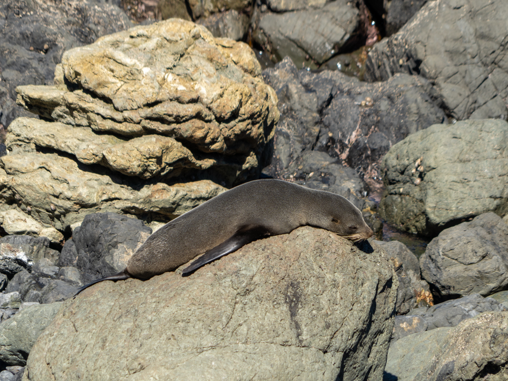 Ein Seelöwe dösend in der Sonne auf einem warmen Felsen
