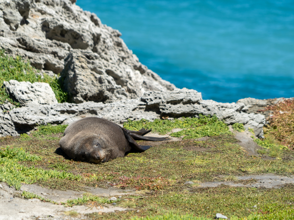 Auch hier liegt entspannt ein Seelöwe herum...