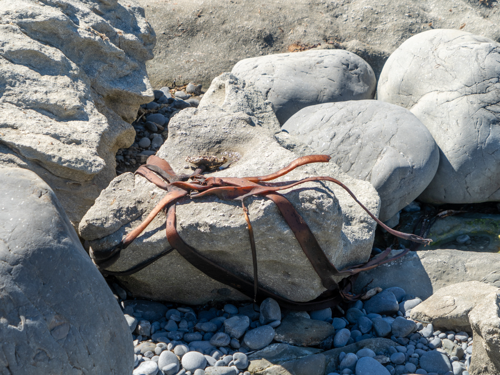 Wie ein verschnürtes Weihnachtspäckli: Kelp umschlingt diesen Stein kreuz und quer