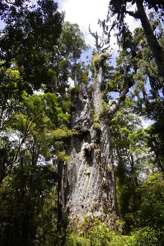 Tane Mahuta „The Lord of the Forest“, der Herr allen Lebens
