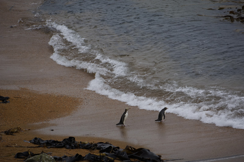 Gelbaugen-Pinguine watscheln ins Meer