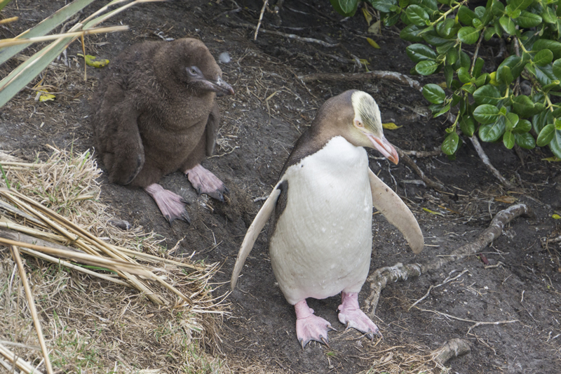 Gelbaugen-Pinguin mit Nachwuchs