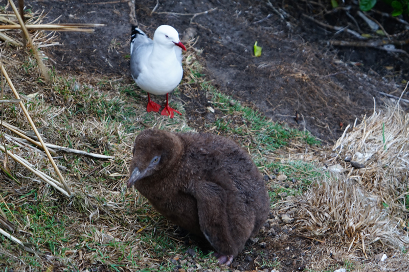 Junger Gelbaugen-Pinguin mit Möwe