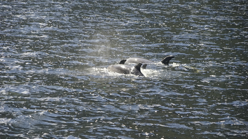 Delfine mit Jungtier
