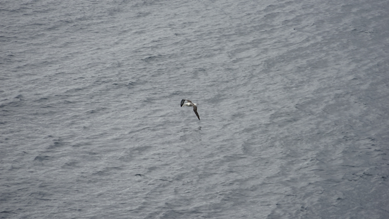 Albatross fliegt knapp über dem Meer