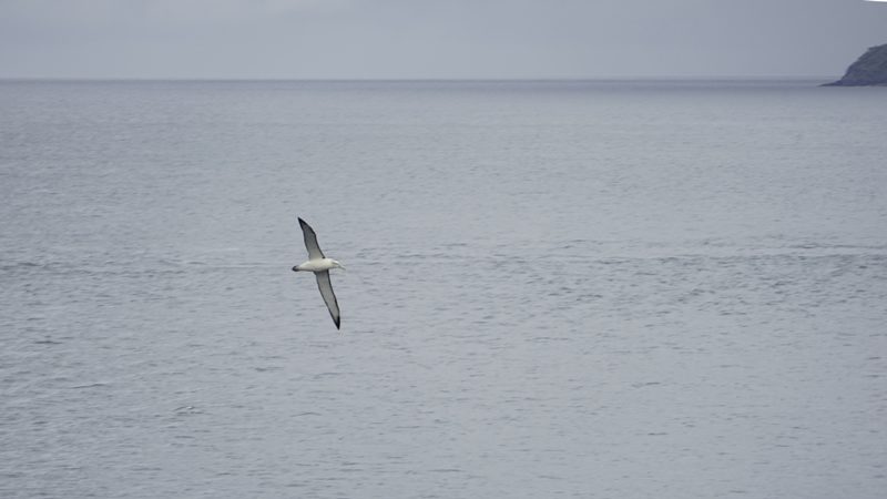 Albatross vor Stewart Island