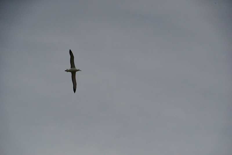 Albatross im eleganten Flug