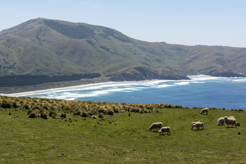 Otago Peninsula, Dunedin