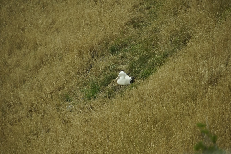 Albatross auf dem Nest