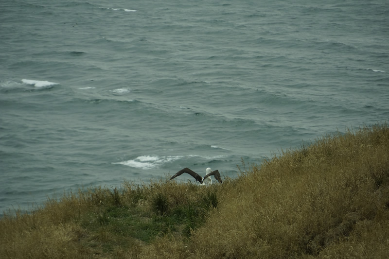 Albatross faltet seine Flügel (mit 2 Gelenken)