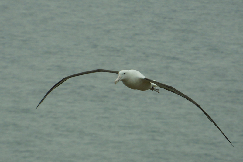 Albatross, König der Lüfte