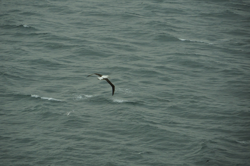 Albatross über dem Meer